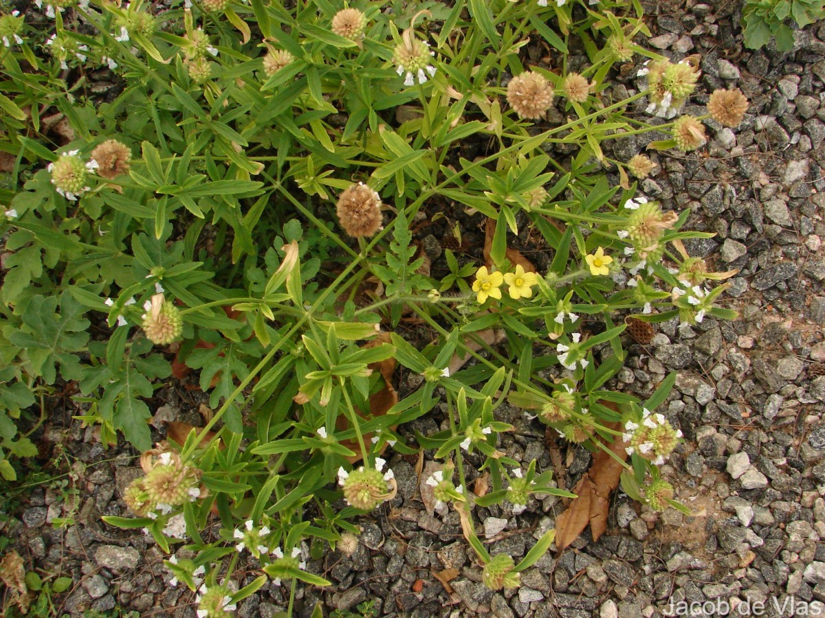 Leucas zeylanica var. zeylanica